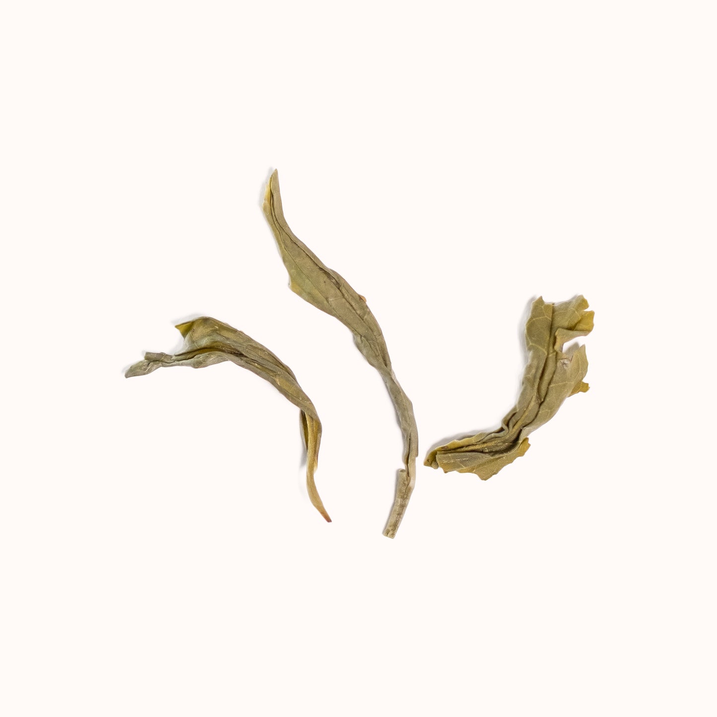 Maojian brewed loose-leaf