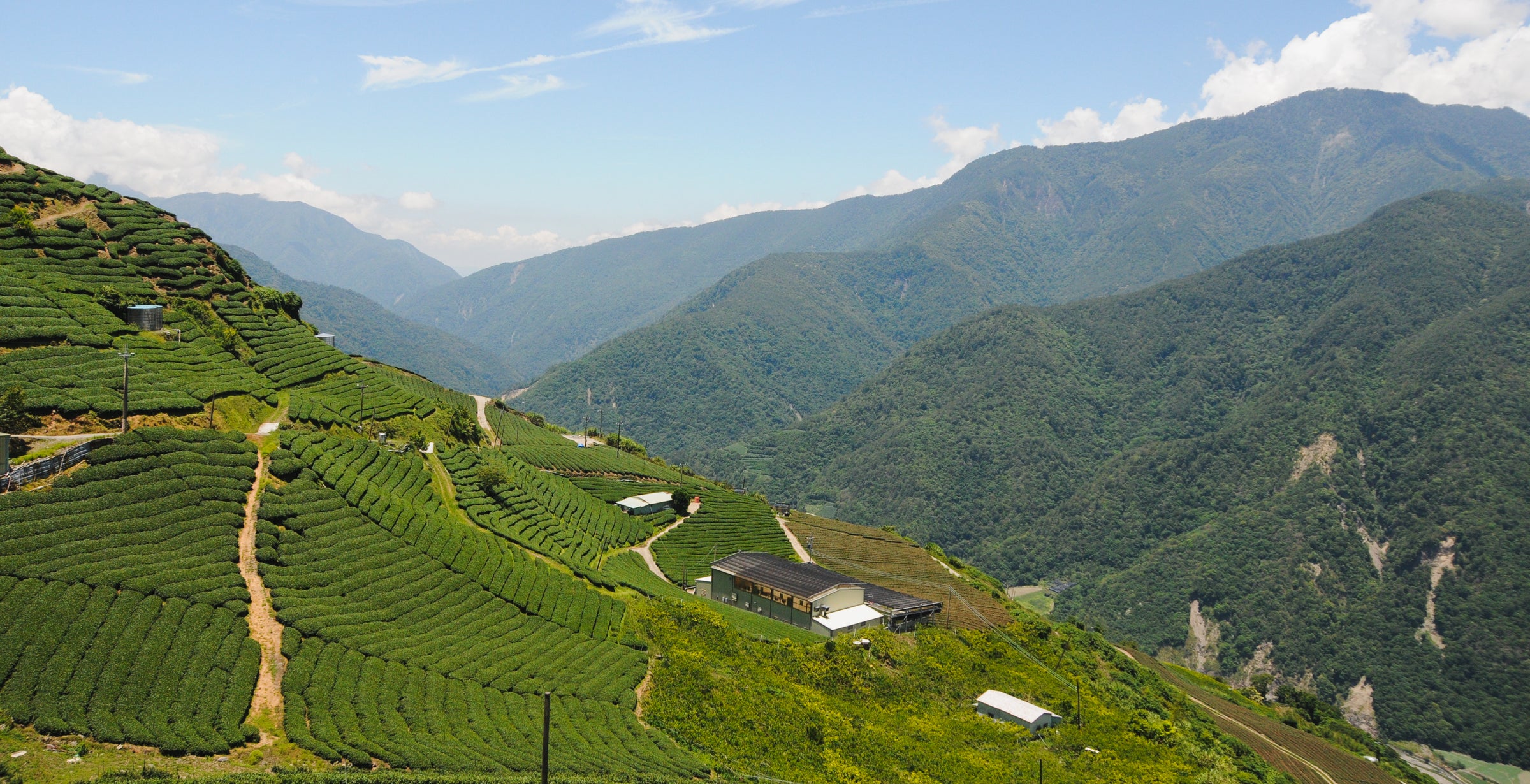 Tea farm in Taiwan