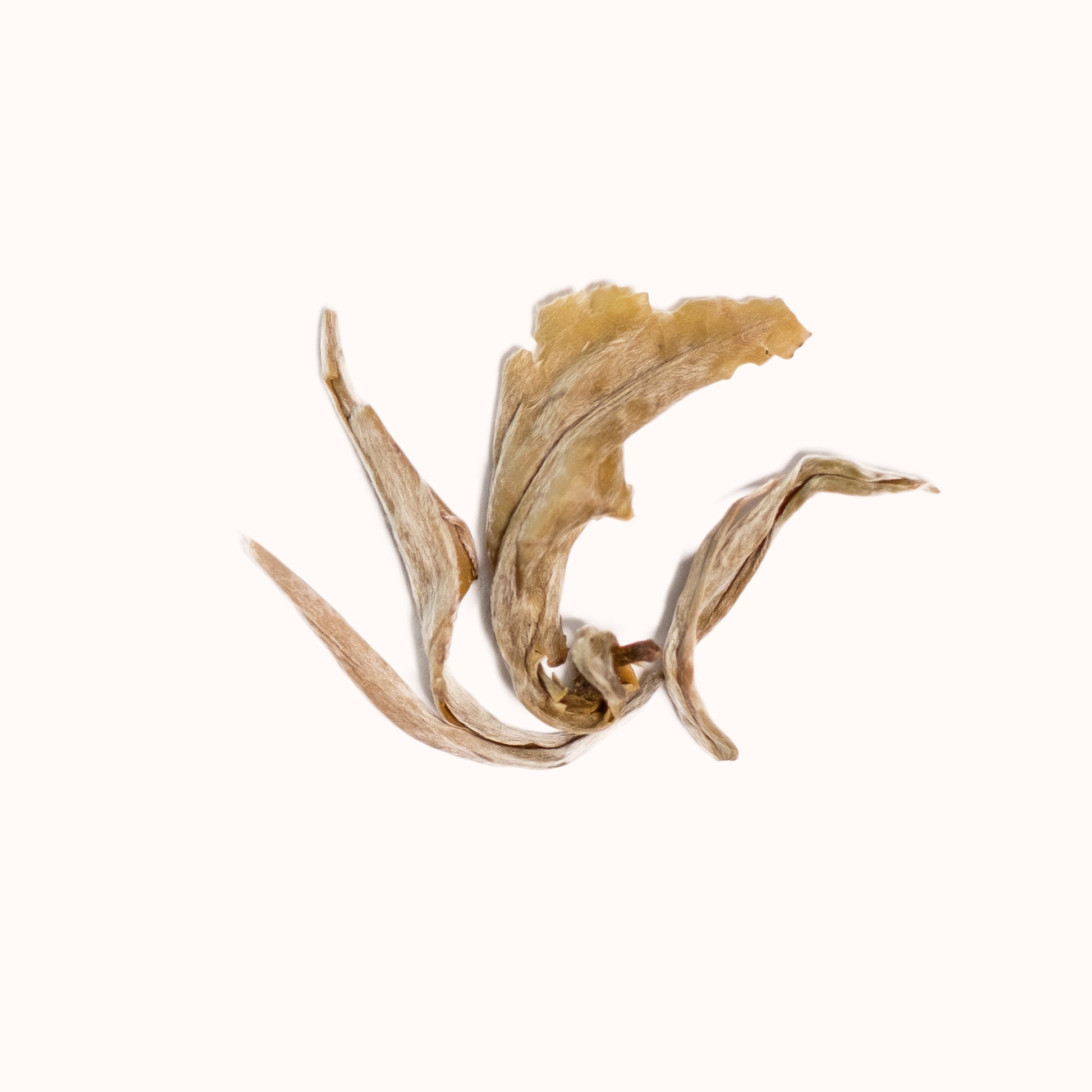 Jasmine Pearls brewed loose-leaf
