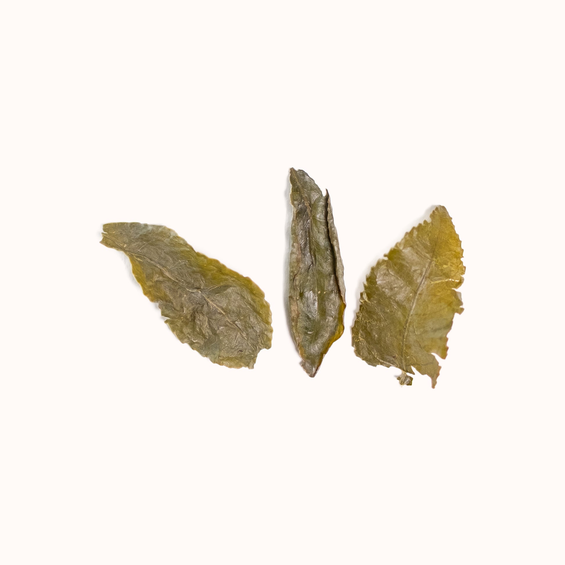 Milky Oolong brewed loose-leaf